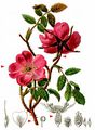 Alpine Rose - Rosa pendulina L.