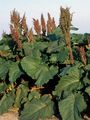Alpen-Ampfer - Rumex alpinus L.