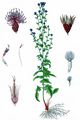 Saw-Wort - Serratula tinctoria L.