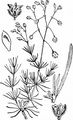 Corn Spurrey - Spergula arvensis L.