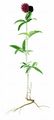 Owl-Head Clover - Trifolium alpestre L.