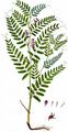 Kassuben-Wicke - Vicia cassubica L.