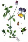 Wildes Stiefmütterchen - Viola tricolor L. 