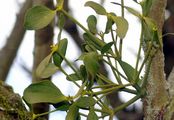Mistletoe - Viscum album L.