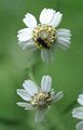 Sumpf-Schafgarbe - Achillea ptarmica L.