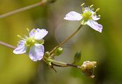 Gewöhnlicher Froschlöffel - Alisma plantago-aquatica L.