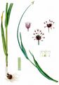 Sand Leek - Allium scorodoprasum L.