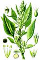 Common Amaranth - Amaranthus retroflexus L.