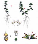 Zwerg-Gauchheil - Anagallis minima (L.) E. H. L. Krause 