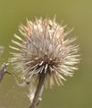 Lesser Burdock - Arctium minus (Hill) Bernh.