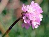 Thrift - Armeria maritima (Mill.) Willd.