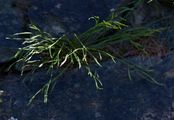 Forked Spleenwort - Asplenium septentrionale (L.) Hoffm.
