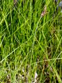 Fadenwurzelige Segge - Carex chordorrhiza L. f.