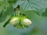 Hazel - Corylus avellana L.