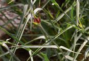 - Dianthus giganteus d'Urv.
