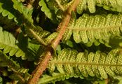 Male-Fern - Dryopteris borreri (Newman) Oberh. & Tavel