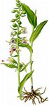 Violette Stendelwurz - Epipactis purpurata Sm. 