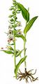 Violet Helleborine - Epipactis purpurata Sm.