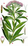 Gewöhnlicher Wasserdost - Eupatorium cannabinum L. 