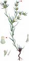 Narrow-Leaved Cudweed - Filago gallica L.
