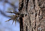 Honeylocust - Gleditsia triacanthos L.