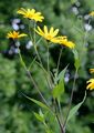 Jerusalem Artichoke - Helianthus tuberosus L.