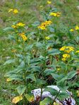 Alpen-Greiskraut - Jacobaea alpina (L.) Moench 