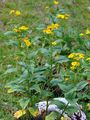Alpine Ragwort - Jacobaea alpina (L.) Moench