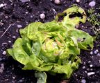 Garden Lettuce - Lactuca sativa L.