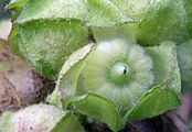 Musk-Mallow - Malva moschata L.