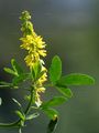 Ribbed Melilot - Melilotus officinalis (L.) Lam.
