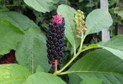 Indian Pokeweed - Phytolacca acinosa Roxb.