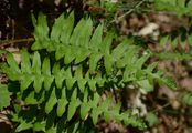 Polypody - Polypodium vulgare L.