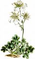 Tauern-Fingerkraut - Potentilla clusiana Jacq.