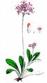 Mehlige Schlüsselblume - Primula farinosa L.