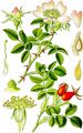 Hundsrose - Rosa canina L.