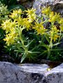 Yellow Saxifrage - Saxifraga aizoides L. 