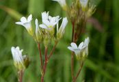 Meadow Saxifrage - Saxifraga granulata L.