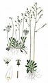 Starry Saxifrage - Saxifraga stellaris L.