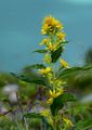 Gewöhnliche Goldrute - Solidago virgaurea L.