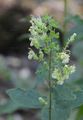 Salbei-Gamander - Teucrium scorodonia L.