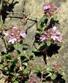 Frühblühender Thymian - Thymus praecox Opiz