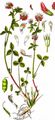 Schweden-Klee - Trifolium hybridum L.