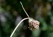 Knoblauch - Allium sativum L.