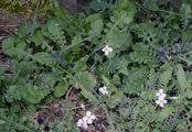 Sand Rock-Cress - Arabidopsis arenosa (L.) Lawalrée