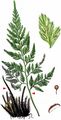 Black Spleenwort - Asplenium adiantum-nigrum L.