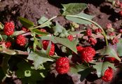 Strawberry Goosefoot - Blitum virgatum L.