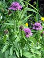 Skabiosen-Flockenblume - Centaurea scabiosa L.