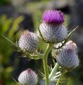 Wollköpfige Kratzdistel - Cirsium eriophorum (L.) Scop.