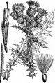 Marsh Thistle - Cirsium palustre (L.) Scop.